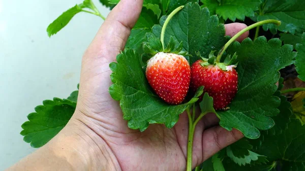 Popular sweet Strawberry Stock Image
