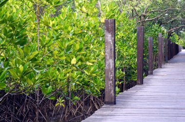 Tropikal kıyı mangrov orman