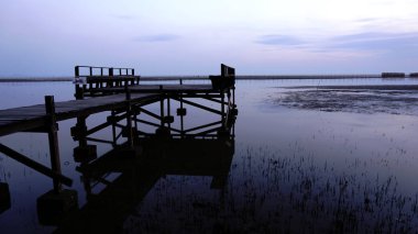 Tropikal kıyı mangrov orman