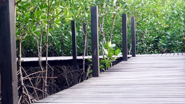 Floresta de mangue na costa tropical — Fotografia de Stock