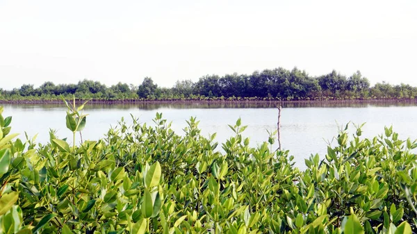 Mangrovenwald an der tropischen Küste — Stockfoto