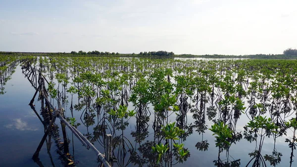 Mangrovenwald an der tropischen Küste — Stockfoto