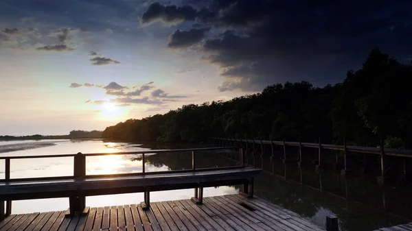 Mangrovenwald an der tropischen Küste — Stockfoto