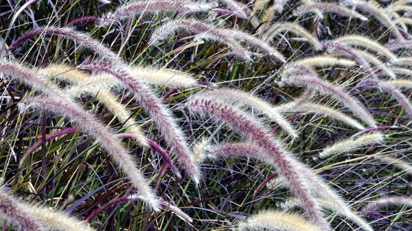 The Fountain Grass — Stock Photo, Image