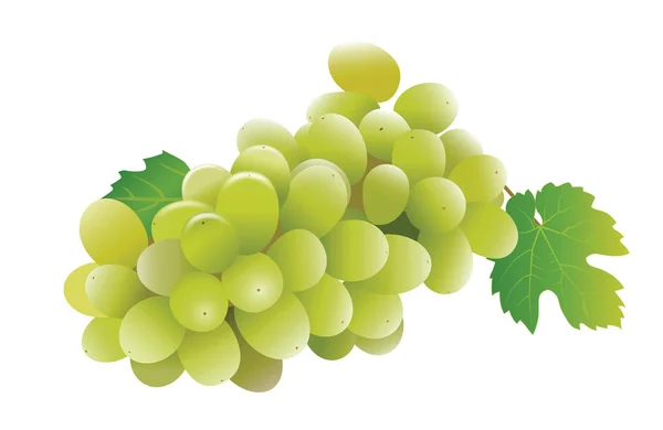 Uvas verdes frescas — Vetor de Stock