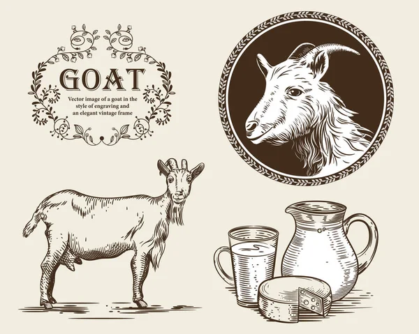 Vektorbild einer Ziege, einem Krug Ziegenmilch und Ziegenkäse. eine Reihe landwirtschaftlicher Illustrationen im Stile der Gravur. — Stockvektor