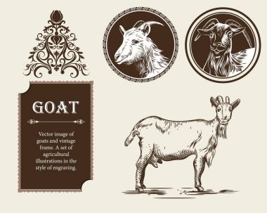 Keçi ve vintage çerçeve vektör görüntüsü. Gravür tarzı tarım çizimleri bir dizi.