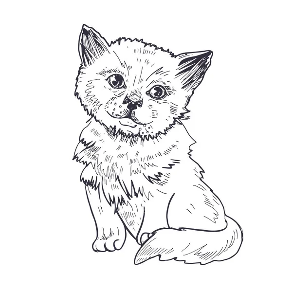 Porträt eines Kätzchens. Schwarz-Weiß-Grafiken. Skizzenzeichnung. — Stockvektor