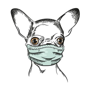 Tıbbi maskeli bir Chihuahua köpeğinin vektör görüntüsü.
