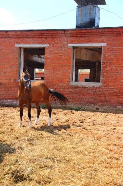 arka planda Bina üzerinde safkan at