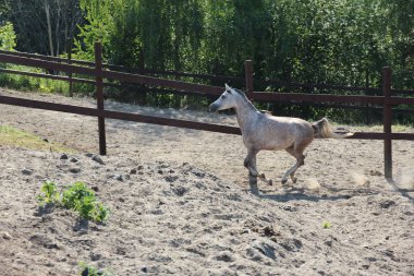 arka planda safkan at