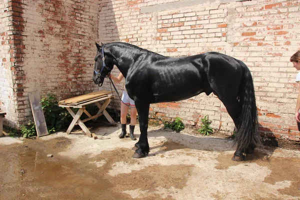 Portrait of amazing breed stallion . sunny evening — Stock Photo, Image