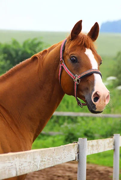 Caballo rojo en el lugar de la escuela montando sobre un fondo de hojas verdes de los árboles —  Fotos de Stock