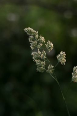 çiçekler bulanıklık arka plan ile. Altın büyük dağ akşam ışık harika görünümü.