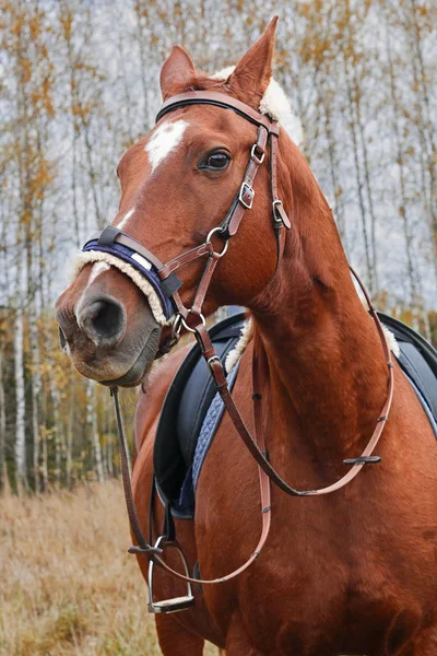 Gezicht rode paard in toom te midden van het bos — Stockfoto