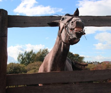 gri atı gülümseyen
