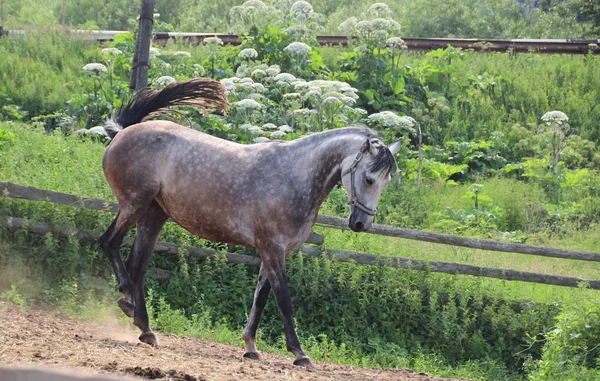 Cheval drôle gris — Photo