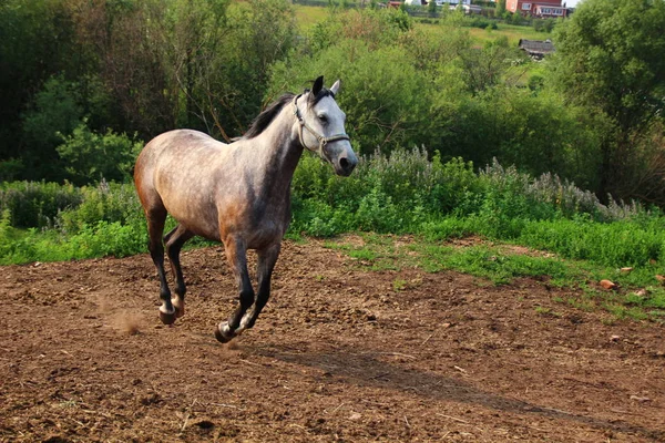 Gri at koştu