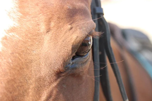 Oog van rode paard — Stockfoto