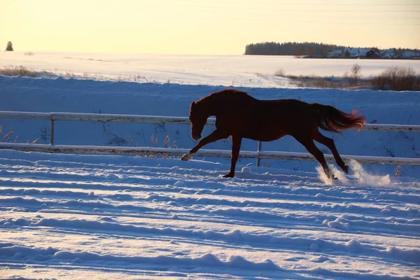 Rode paard uitgevoerd in de sneeuw — Stockfoto