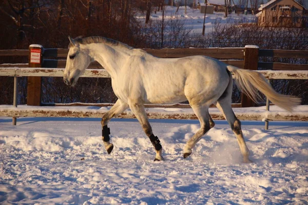 Witte paard waarop sneeuw — Stockfoto
