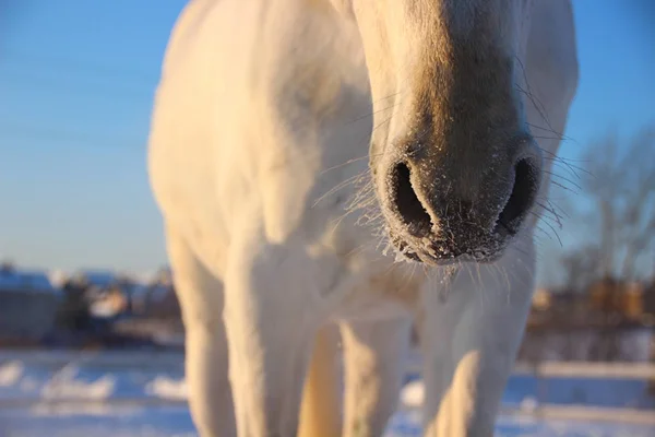 Neus wit paard — Stockfoto