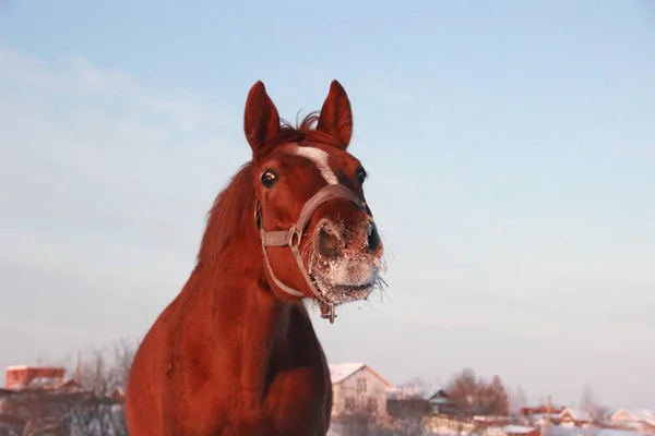 Gezicht rode paard in de winter — Stockfoto