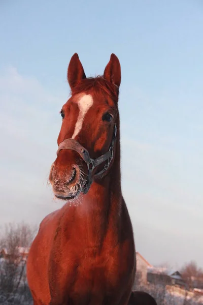 Gezicht rode paard in de winter — Stockfoto