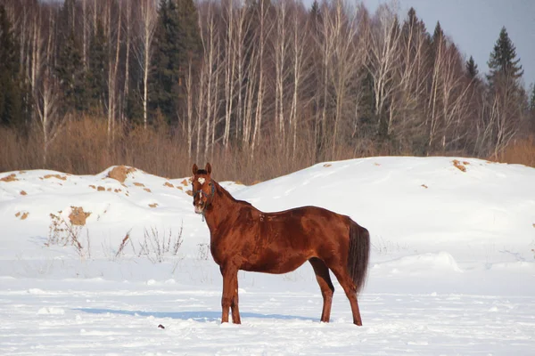 Rode paard op bos achtergrond en witte sneeuw — Stockfoto