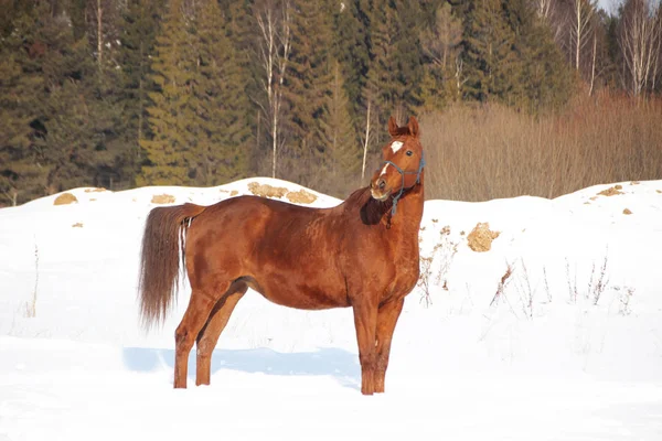 Červený kůň na lesní pozadí a bílý sníh — Stock fotografie
