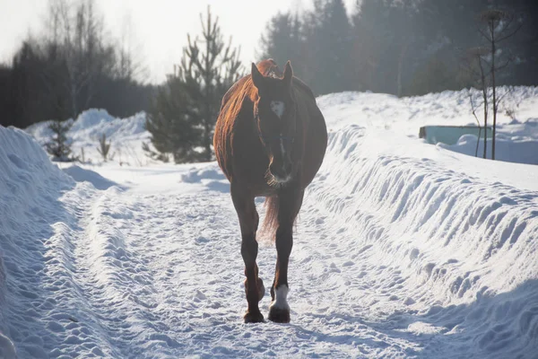 Alleen roodharige veulen in een besneeuwde forest — Stockfoto