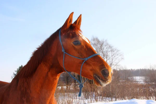 Geconfronteerd met rode prachtige paarden in een bos en de witte sneeuw — Stockfoto