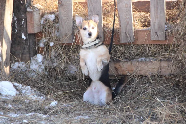 saman üzerinde oturan bir küçük köpek