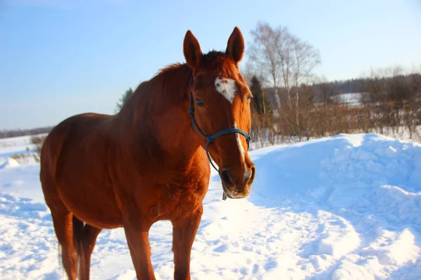 Gezicht van een rood paard in de winterlandschap — Stockfoto