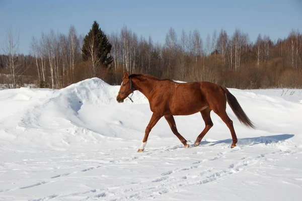 Rode paard, draven in sneeuw — Stockfoto