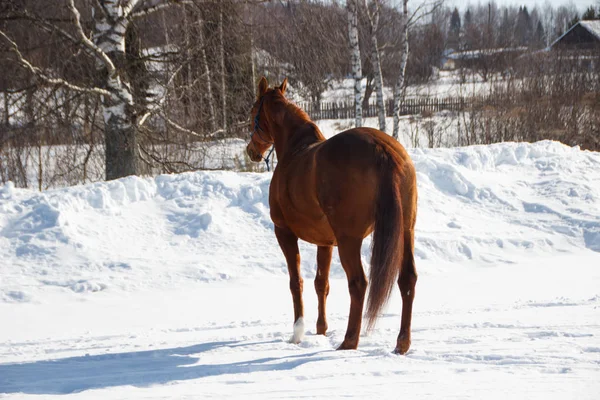 Rode paard op witte sneeuw — Stockfoto