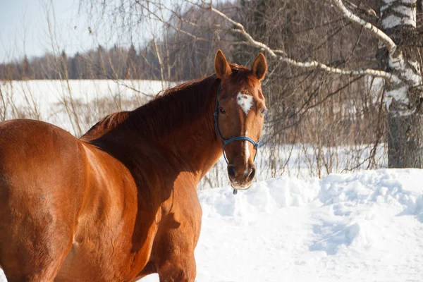Rode paard op witte sneeuw — Stockfoto