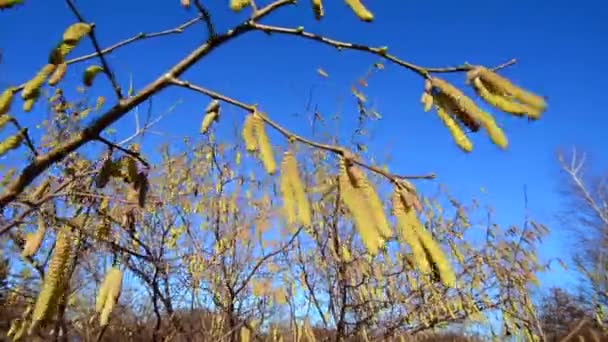 Hazel kwitnienia w Ystad, Szwecja — Wideo stockowe