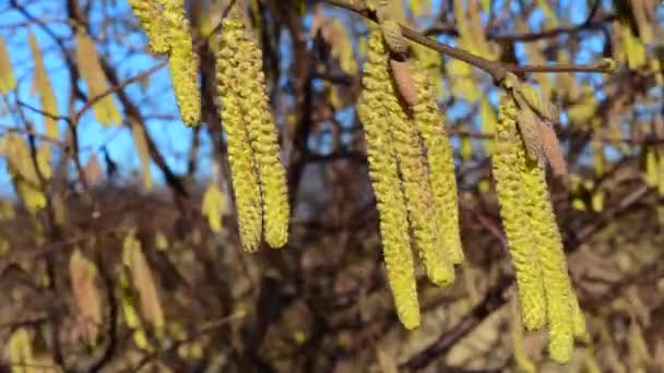 Hazel Floreciente en Ystad, Suecia — Vídeos de Stock