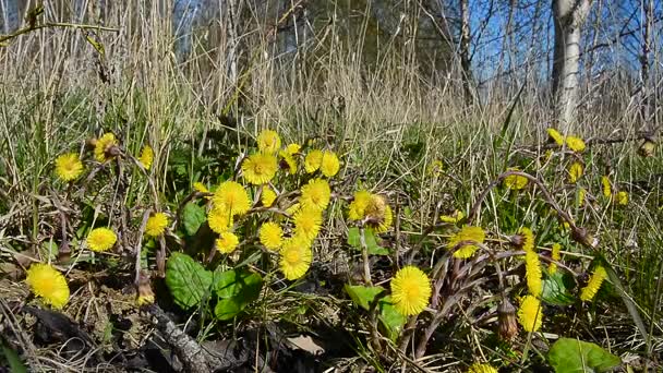 Coltsfoot (Tussilago farfara) в сухой траве — стоковое видео