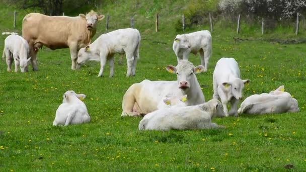 Charolais cattle on a meadow — Stock Video