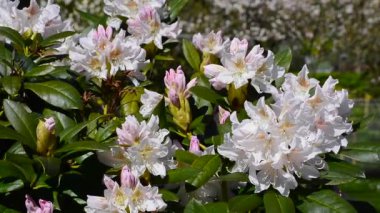 Ormangülü çiçek Ystad, İsveç