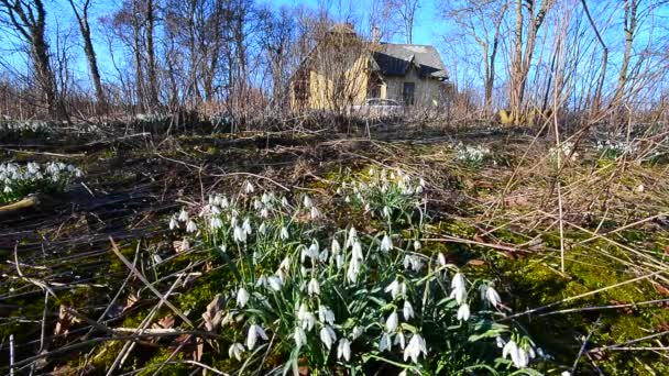 Gotas de nieve en Suecia del Sur — Vídeos de Stock