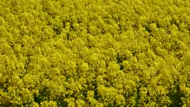 Blossom rape-seed — Stock Video