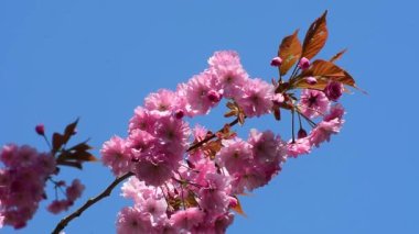 İsveç'te Japon cherrytree