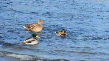 Yaban ördekleri sahilinde
