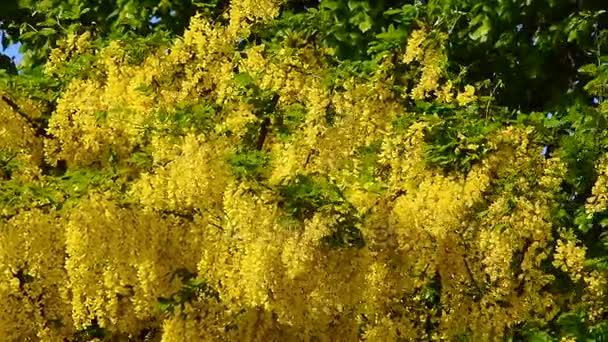 Blühender goldener Kettenbaum — Stockvideo