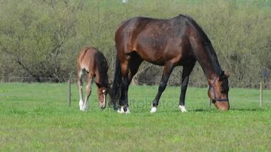 Mare bir mera çayır üzerinde colt ile