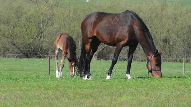 Mare com potro em um prado de pasto — Vídeo de Stock