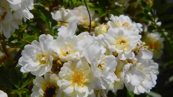 Rosa Helenae con una abejorra — Vídeos de Stock